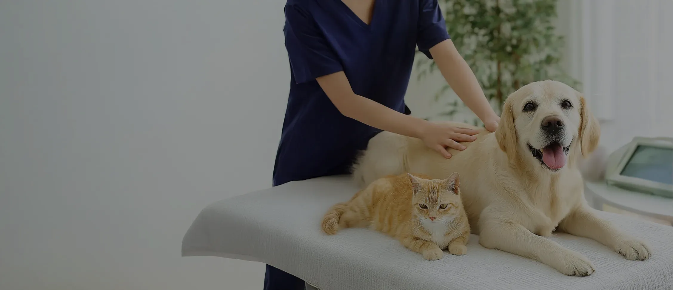 寵物健康管理背景圖